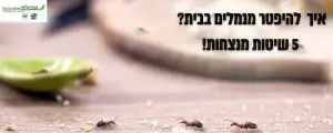 איך להיפטר מנמלים