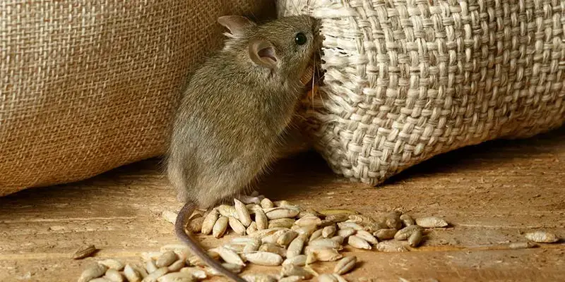 איך יודעים שיש עכבר בבית