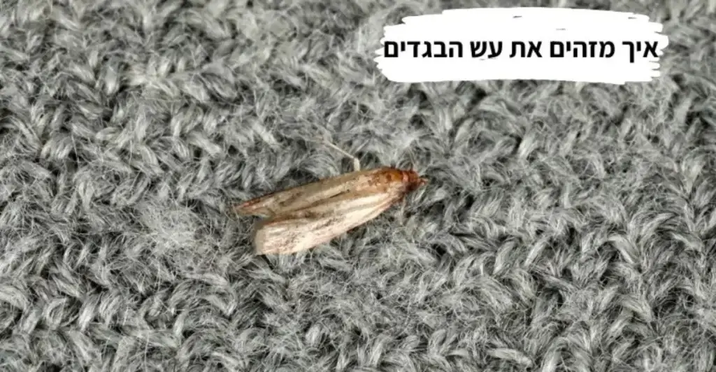 איך-מזהים-את-עש-הבגדים | שבולת שרותי הדברה בהרצליה