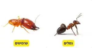 נמלים וטרמיטים