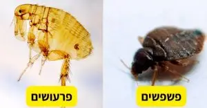 פשפשים ופרעושים