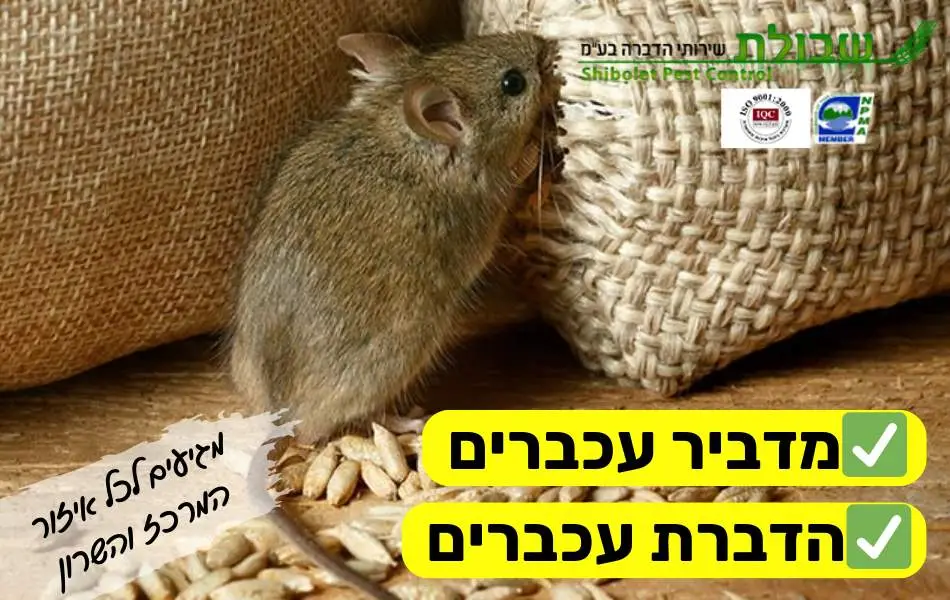 הדברת עכברים